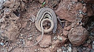 Jerdon's Snake-eye, Snake-eyed Lacerta (Ophisops jerdonii).jpg