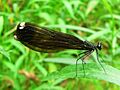 Jewelwing