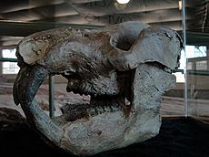 Kayentatheriumskull