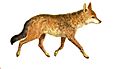 La vita degli animali descrizione generale del regno animale di A. E. Brehm Mammiferi (1872) Canis aureus moreoticus