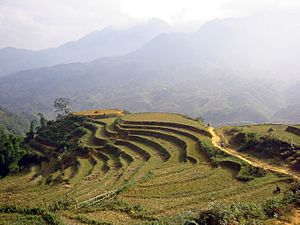 Landscape in Sa Pa (Vietnam)