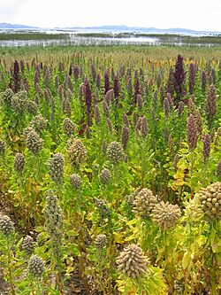 Landscape with Chenopodium quinoa Cachilaya Bolivia Lake Titicaca
