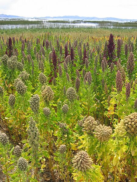 Landscape with Chenopodium quinoa Cachilaya Bolivia Lake Titicaca