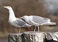 Larous glaucescens - glaucous-winged gull on Fraser River