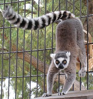 Lemur catta handstand
