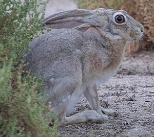 Lepus capensis arabicus-cropped