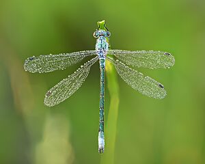 Lestes dryas male (dorsal view) - Kulna