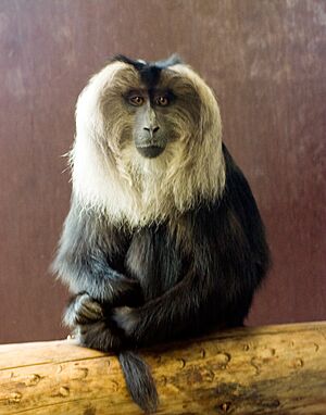 Lion-tailed Macaque in Bristol Zoo