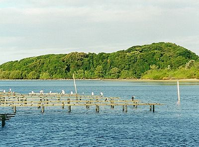 Littoral rainforest Brunswick Heads July 17 2000