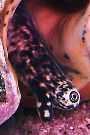 Lobatus gigas eye