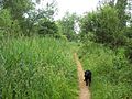 Lye Valley Nature Reserve - geograph.org.uk - 573132