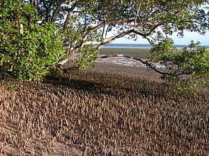 Mangrove and pneumatophores in Moreton Bay, Qld