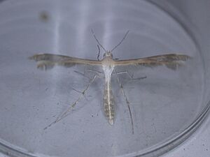 Megalorhipida leucodactyla