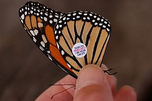 Monarch Butterfly Danaus plexippus Tagged Closeup 3008px