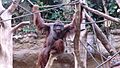 Muenster Orang Utan, Allwetterzoo Muenster (16568187058)
