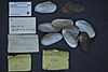 Naturalis Biodiversity Center - ZMA.MOLL.418093 - Simpsonaias ambigua (Say, 1825) - Unionidae - Mollusc shell