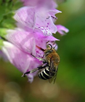 Amegilla cingulata Facts for Kids