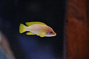 Neolamprologus mustax male