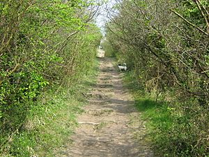 North Downs Way up to Otford Mount - geograph.org.uk - 1256057.jpg