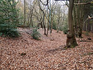 Northern Part of the Faestendic, Joyden's Wood (05)