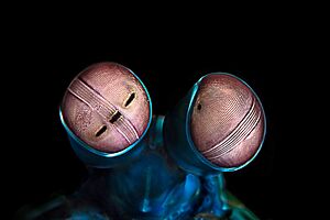 Odontodactylus scyllarus eyes