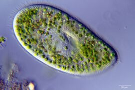 Paramecium bursaria