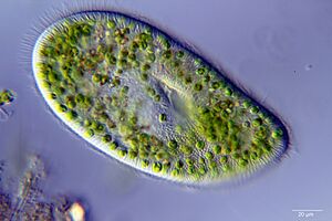 Paramecium bursaria