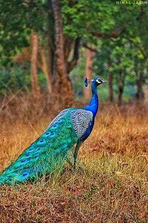 Peacock by Nihal jabin