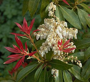 Pieris forest flame A