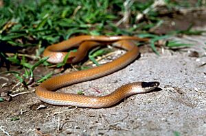 Plains black headed snake.jpg