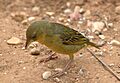 Ploceus capensis female 1