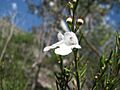 Prostanthera nivea