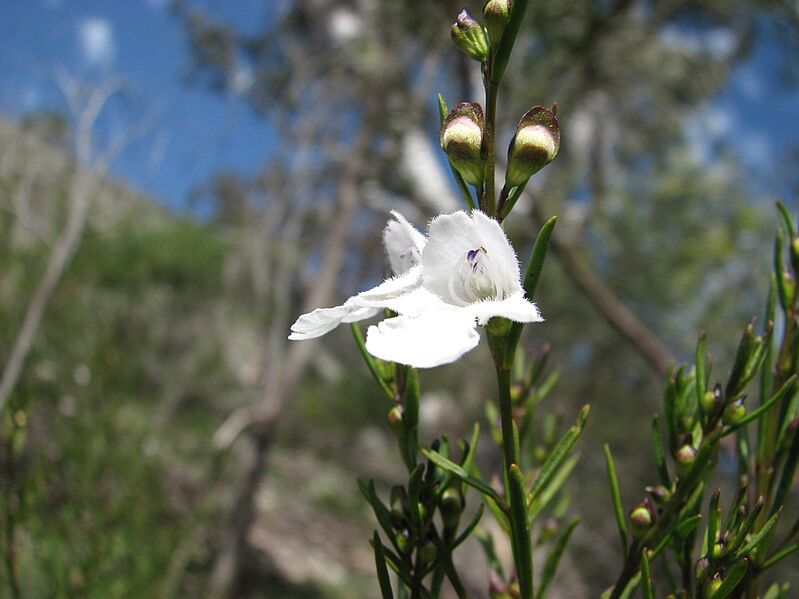 Prostanthera nivea