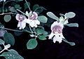 Prostanthera suborbicularis