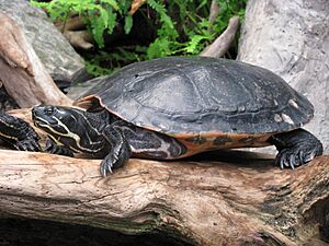 Pseudemys scripta scripta - Yellow-bellied slider 02