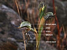 Pterostylis basaltica (labelled)