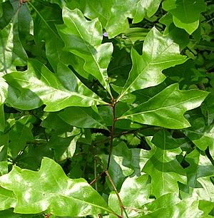 Quercus-georgiana.jpg