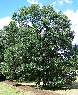 Quercus bicolor morton acc 71-69-2.jpg