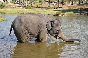 Raghu Juvenile Camp Elephant Bathing Theppakadu Mudumalai Mar21 A7C 00611
