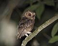 Rajah Scops-Owl (Otus brookii) juvenile