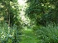 Ramsey Wood 4