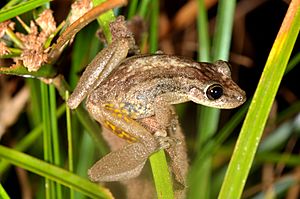 Red-snouted treefrog (Scinax ruber) (14853581371)