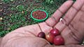 Red coffee berries