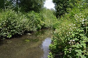 River Ver in Watercress Wildlife Site
