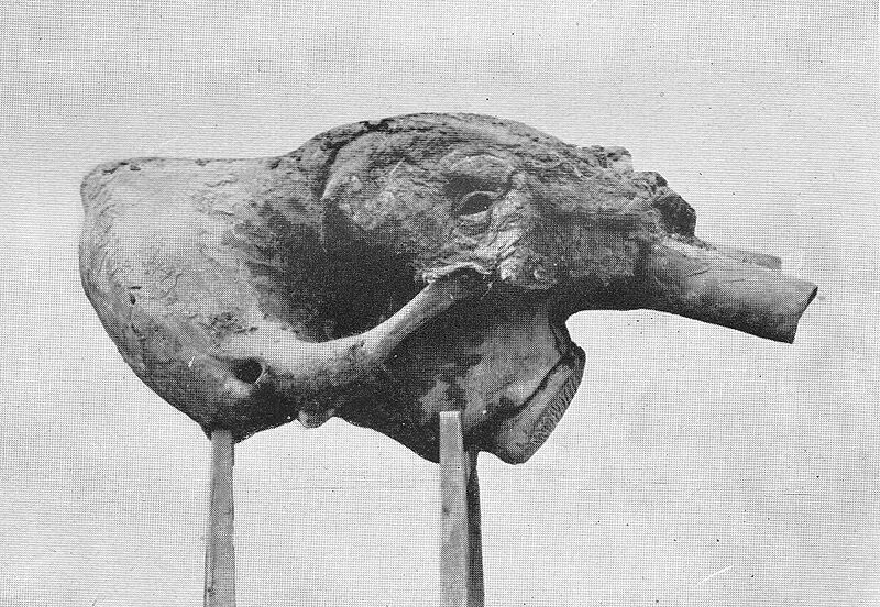Sanga-Yuryakh Mammoth Skull