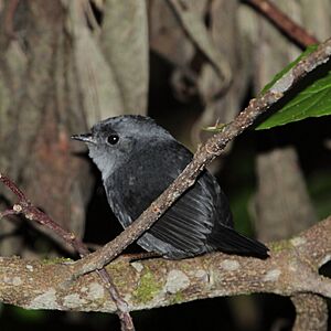 Scytalopus speluncae - Mouse-coloured Tapaculo.JPG