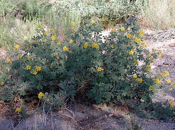 Senna covesii