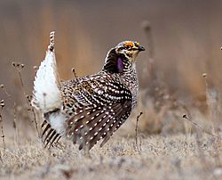 Sharp-Tailed Grouse (26089894256) (cropped)