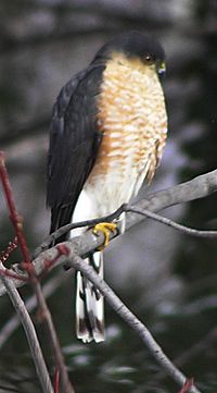 Sharp-shinned Hawk on Gildersleeve mountain