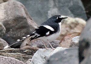 Slaty-backed forktail, Dibang Valley, Arunachal Pradesh, India